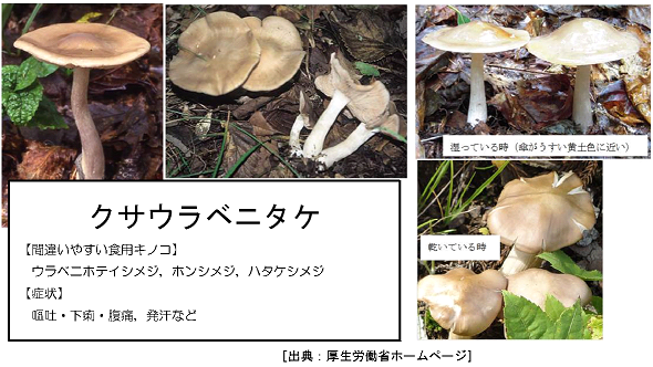 毒キノコによる食中毒を防ぎましょう 毒キノコを誤って食べると 下痢 嘔吐 精神錯乱等の症状を引き起こし 場合によっては死 2021 09 14 中区の行政 広島県 まいにちを豊かに りっち
