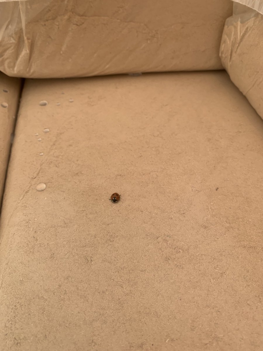 Brklydairysol's tweet photo. Even the #ladybirds 🐞 loves the @PlattsBedding as much as the #ladycows at Tintur #teamdairy sheltered from the cold and rain 🙈 https://t.co/ms4FZDiXED