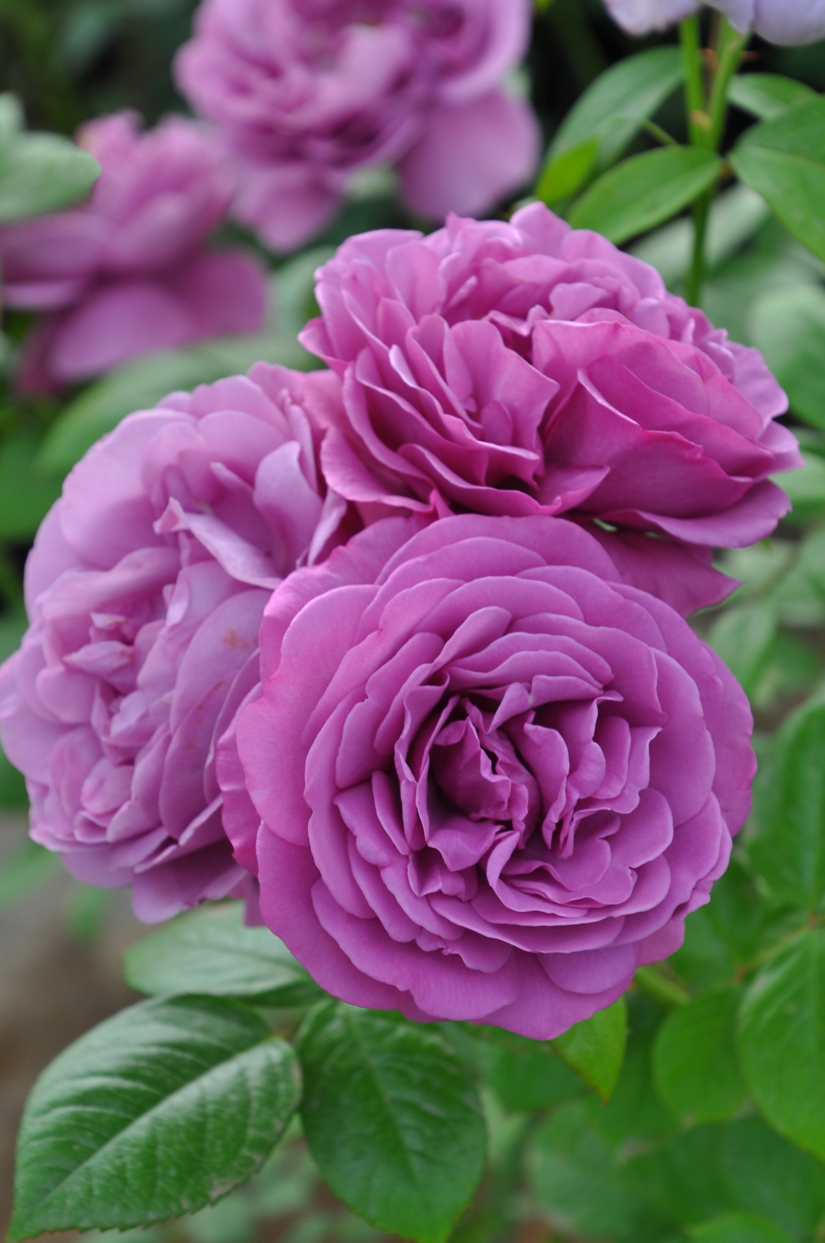 バラの家 公式本店 Rosa Orientis プラムパーフェクト Plumperfect こっくりとしたモーブの花色にクラシカルな丸弁抱え咲きの中輪花 花もちよく耐病性に優れ無農薬でも育てやすい タイプ１ 公式本店 T Co Q91ybpbck2 楽天店 T Co