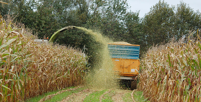 😃 Et si on partait du bon pied [de maïs] en ce lundi matin ? Petit thread spécial #CornLovers aujourd'hui !
 
🌽 Au programme : la récolte du maïs [grain ou fourrage ?]

©️ <a href="/Arvalisofficiel/">ARVALIS</a> et <a href="/semae_officiel/">semae</a> : un concentré d'expertise à portée de main !