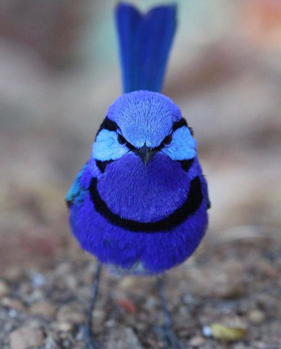 ^livewireLois tweet media