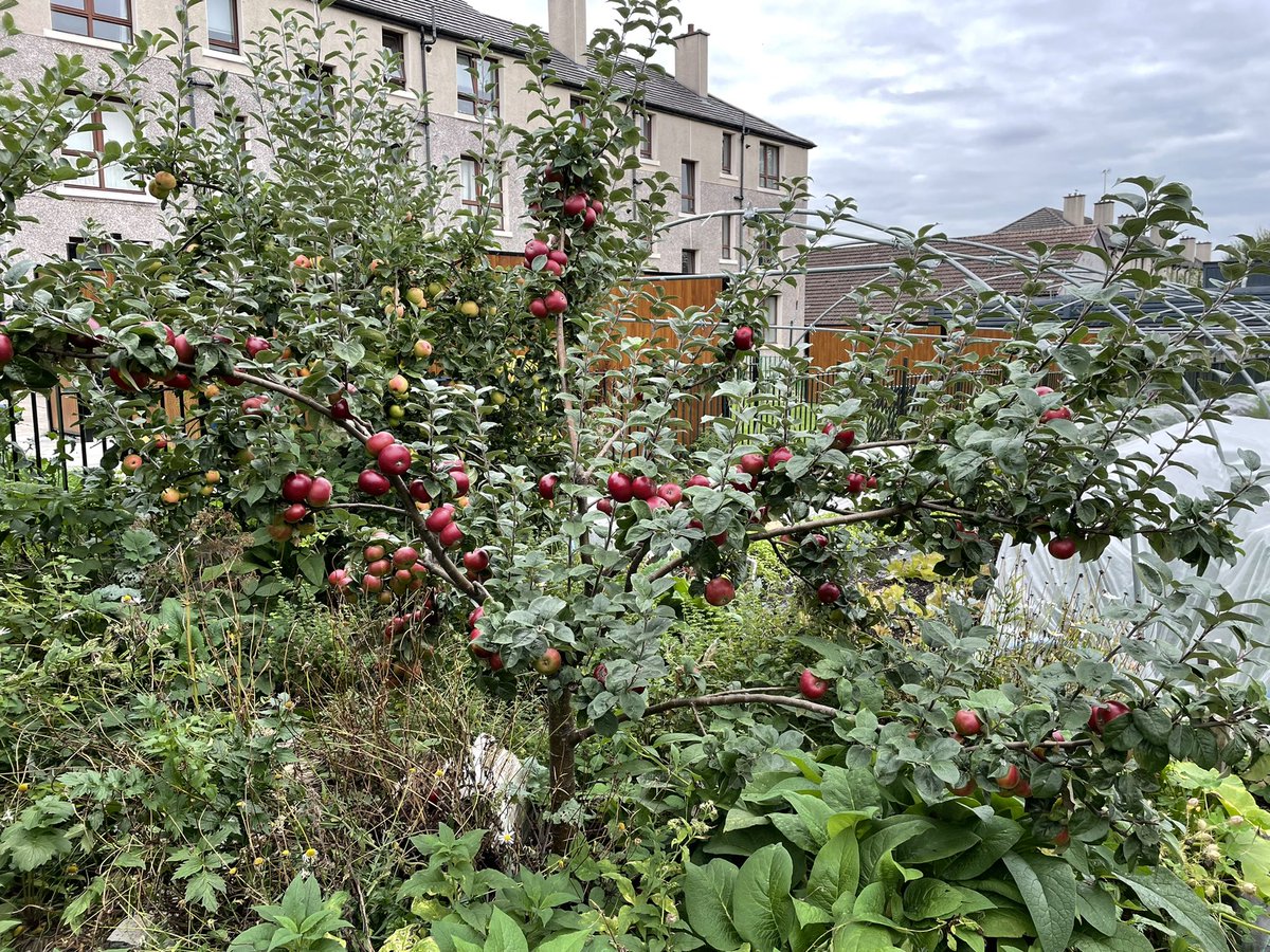shared_assets's tweet image. Last Monday it was Sheffield and this Monday it’s Glasgow for the local #fringefarming action planning meeting! - at the very lovely and productive Wash House Garden CIC