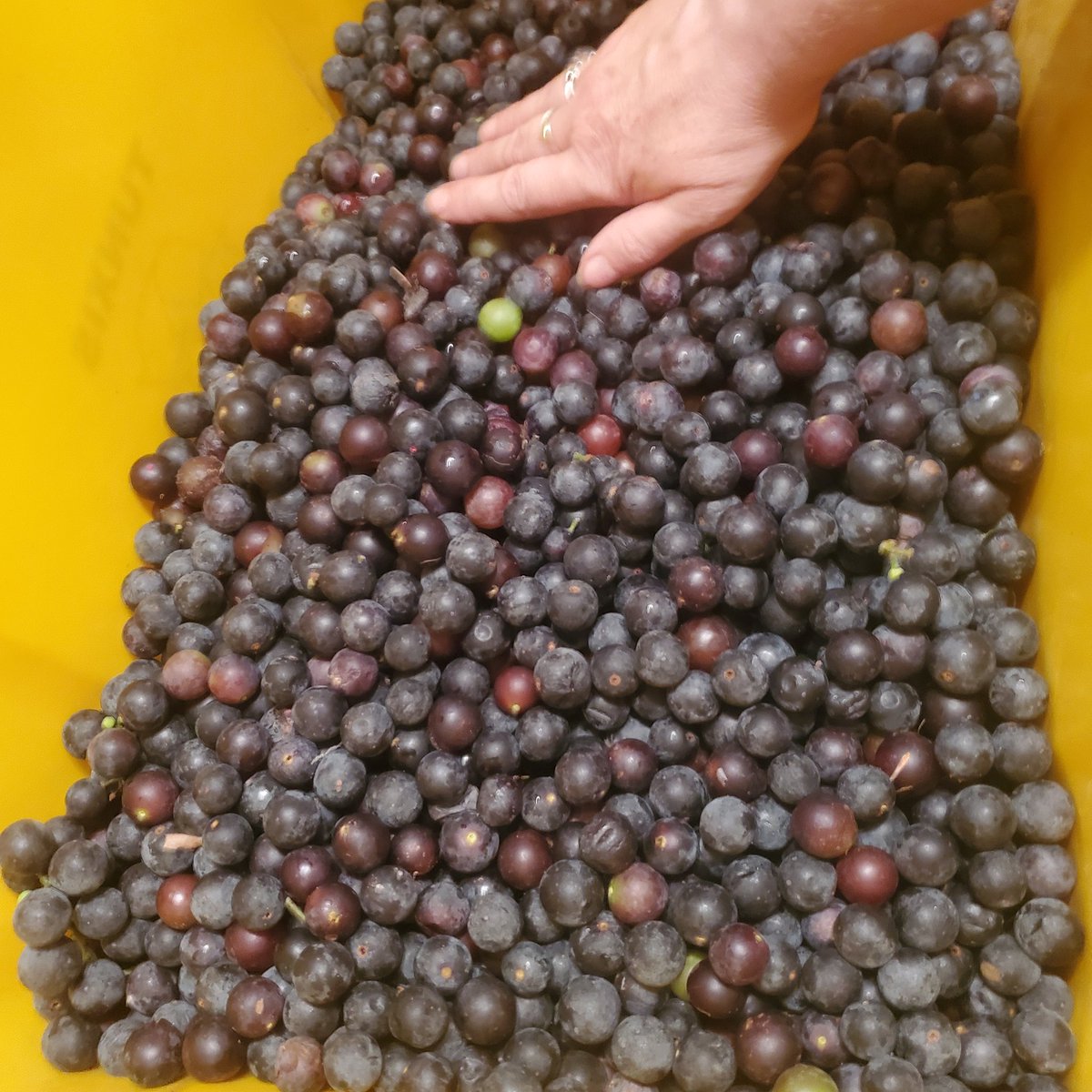 SL_Azkikr's tweet photo. It's harvest time!!
This year's wine will be amazing!! Gathered some delicious Concord grapes as well as wild grapes yesterday.
First batch destemmed and crushed!!
#MondayWine https://t.co/Flcy1hAtoB