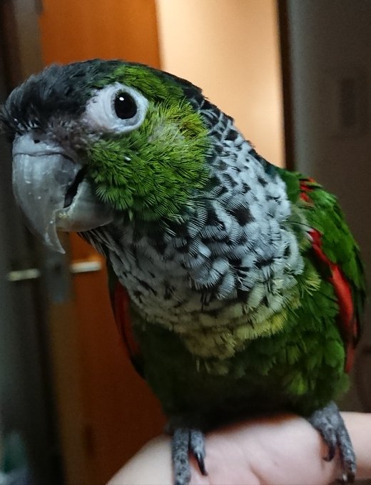 ミミズクのtwitterイラスト検索結果