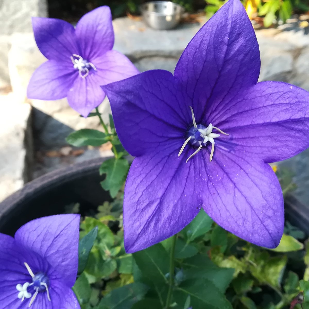 julia_prodanova's tweet photo. Violet beauty #love #Flowers #beauty #nature #NaturePhotography #naturelovers #NaturalBeauty #photooftheday #photographylovers https://t.co/36VLjkpw47