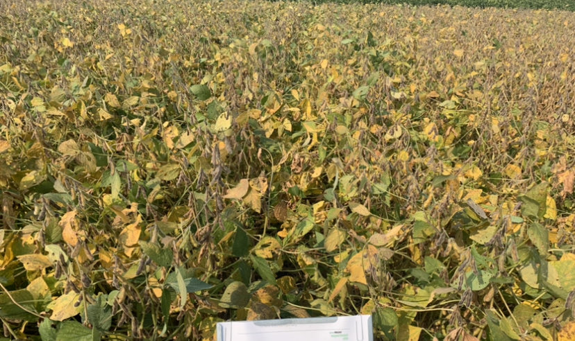 Cmv on left, cmv + Saltro on right.  Row to row, side by side, same variety!  Incredible visual.  #saltro