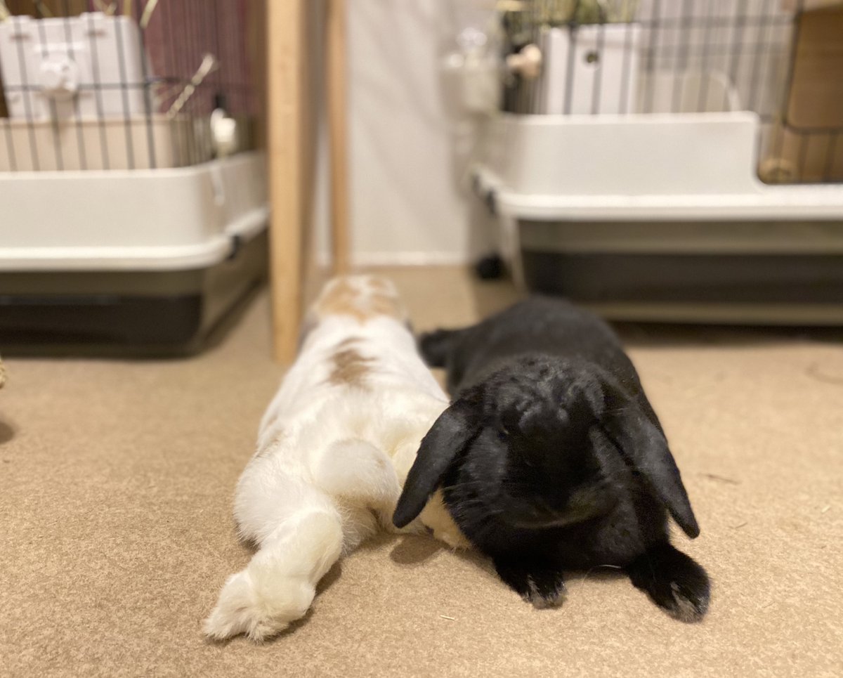 ট ইট র いのかむ チモ食べて満足したら これ うさけつようび うさけつ曜日 うさぎ 多頭飼い ロップイヤー 仲良しうさぎ