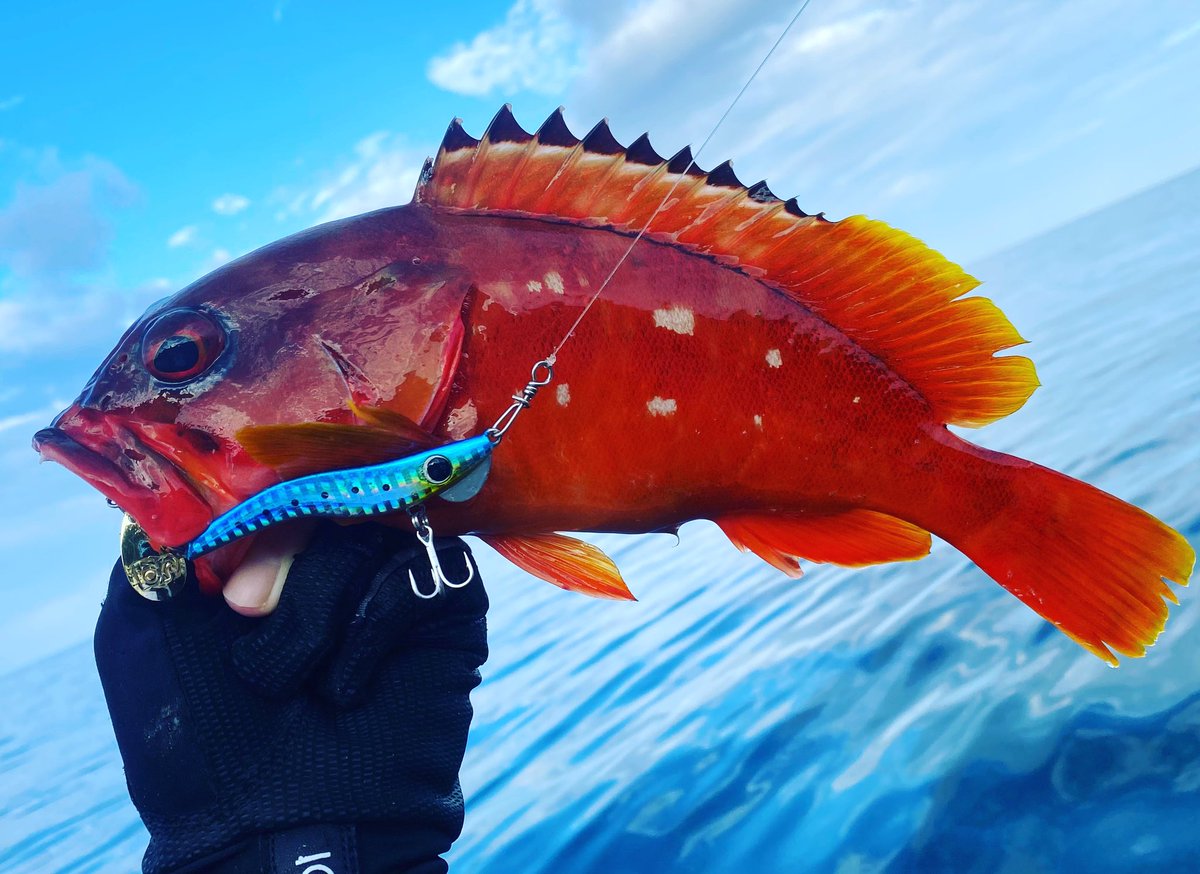 そら ホーランドロップ 中層では青物 ボトムではアカハタ メタルマル をボトムで扱う時は根がかりしないようにコントロールが必要だけど ワームやジグヘッドより高活性の魚をテンポよく釣ることができるので 出番が多い 中層青物もボトムのアカハタも