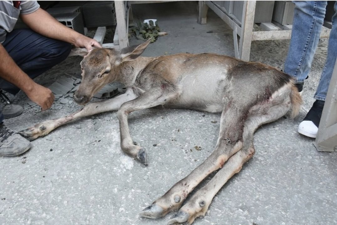 Boyobat'da avcılardan kaçan yaralı karaca tuğla fabrikasına sığınmış.
Avı yasak...
İşciler koruyup jandarmaya bildirmiş . Saçma yarası olan hayvan tedavi altında .
Bu caniler aramızda dolaşıyor. 
<a href="/SinopDkmp/">Sinop DKMP</a>
<a href="/TCSinopValiligi/">T.C. Sinop Valiliği</a>