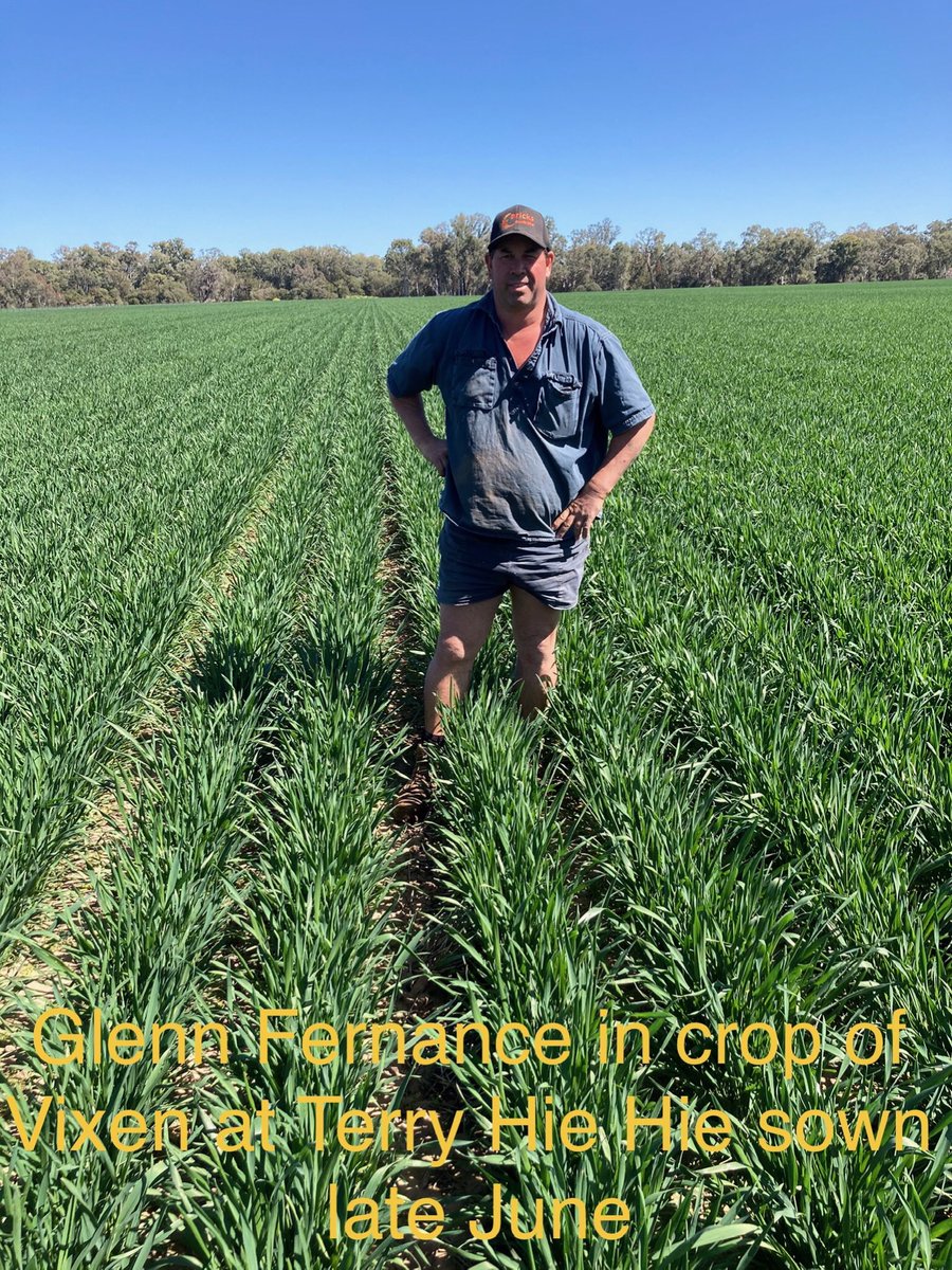 Intergrain wheat varieties in northern NSW