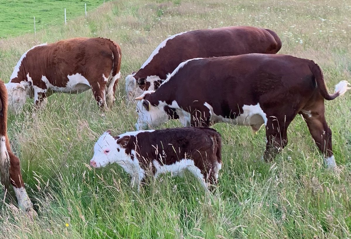 We're hiring! New role, Communications Manager, keen eye for consumer-facing comms, marketing can-doer, hands-on social, website + PR. Ideal - working in the food &amp; farming or conservation sectors. DM if it's you! #itsnothecowitsthehow #pasturefed #opportunity #purpose
