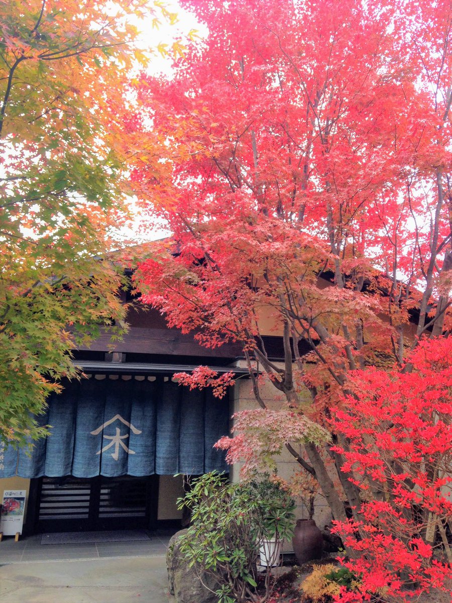 庭木に最適なドウダンツツジの成長速度と一般的な大きさ わが子に教わる おやこ の関係
