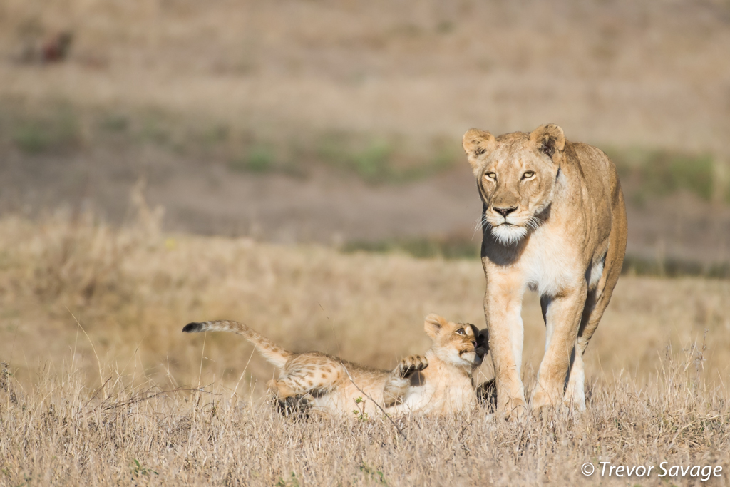 VirginLimitedEd's tweet photo. Will you be joining the #Ulusaba gang for #sofasafari episode 72 live from the Sabi Sand Private Reserve today? We're live at the usual time of 3pm BST/ 4pm SAST on Instagram https://t.co/RNTFATLNU9 https://t.co/Y40gQa4WyT