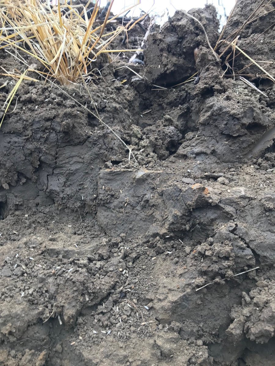 Would you know how to recognise some of the classic symptoms of a high magnesium soil?
Ca:Mg can have a huge impact on the work-ability of a soil. If in doubt, it is always best to get your soil tested
#soilhealth #healthysoils