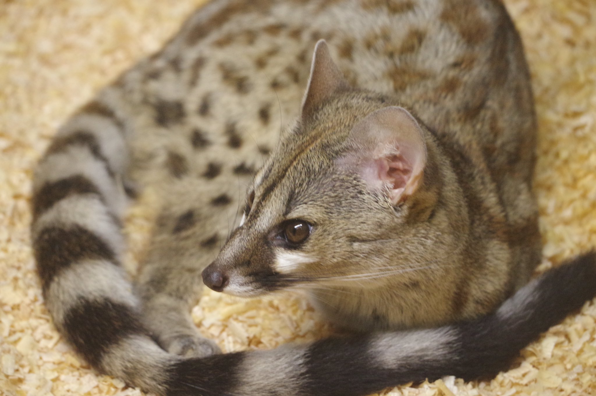 Zooライダー Planetearth165 南アフリカに生息するジャコウネコ科の動物です 端正な顔立ちにスリム体型 根強いファンがいそうです T Co Ryhhlqaj86 Twitter