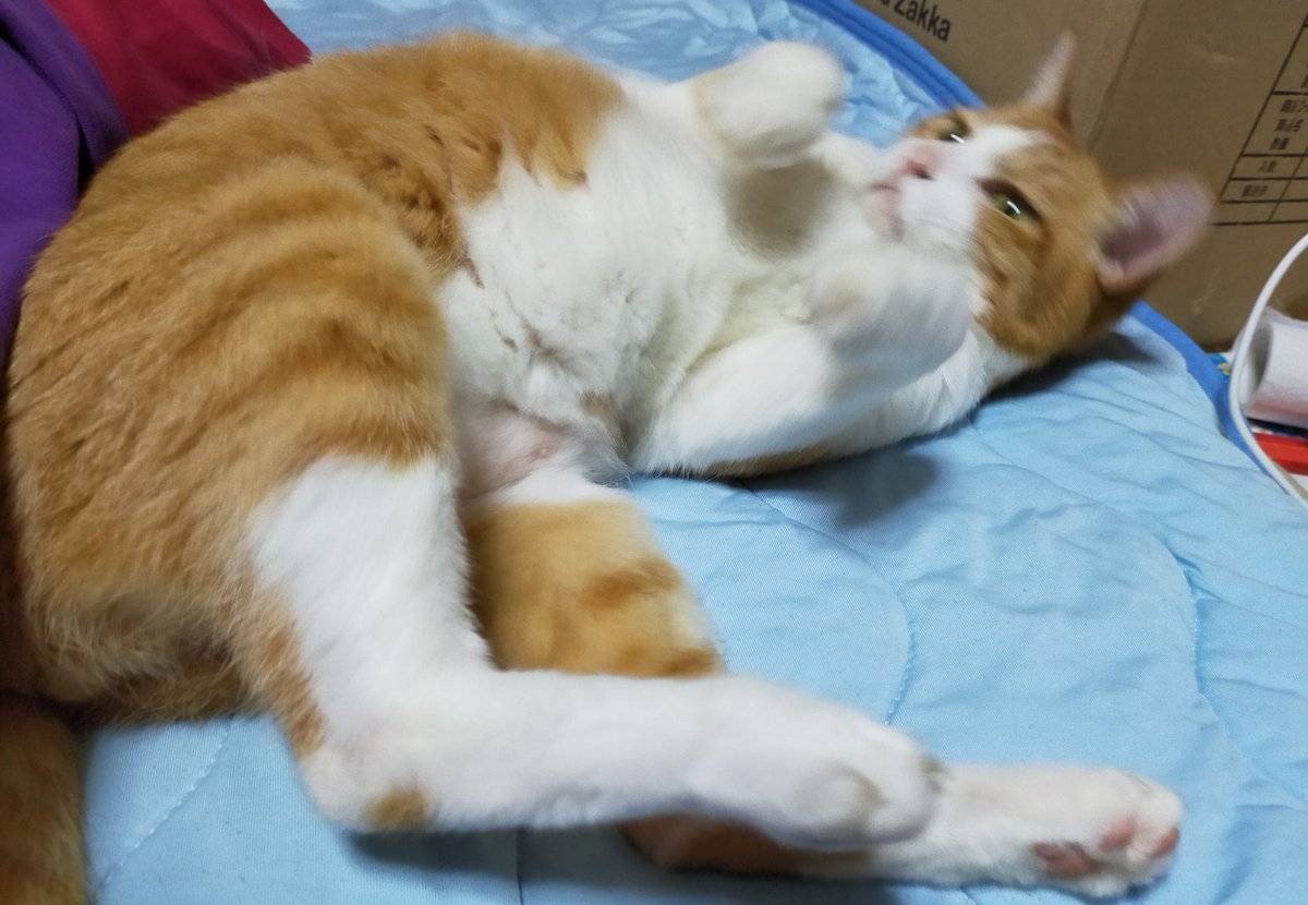 北朝鮮のミサイルなんかこの手でキャッチ パパを守る ありがとう 寝よかね 猫のいる幸せ 猫好きさんと繫がりたい 21 09 13 神楽坂ねこの郵便局というなまえのお店 北朝鮮のミサイルなんかこの手でキャッチ パパを守る ありがとう 寝よかね 猫のいる幸せ 猫好きさんと繫がりたい 21 09 13 神楽坂ねこの郵便局というなまえのお店