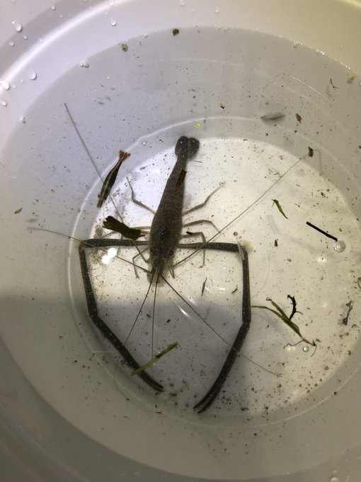 テナガエビ釣れたー!でけー! 