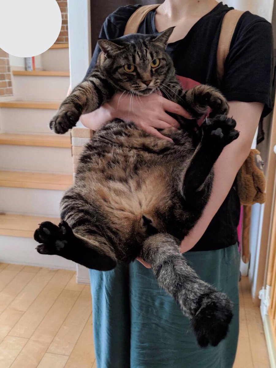 7kgの猫は凶器 猫さんにお腹にダイブされて肋骨にヒビが入った人に 経験者からの同情が集まる 七転八倒とはこれかと うちの猫は10kg Togetter