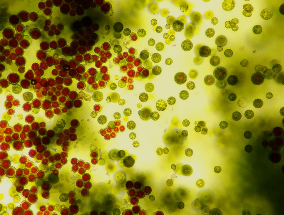 What's this image got to do with #astronauts? 👩‍🚀

Come to our on-line event for a sneaky peek🧪Through the Laboratory Keyhole 🧪 and find out.

👉Thursday 16th Sept18.00 BST 
👉bit.ly/3sp44N8

#AnnualFoodAgenda