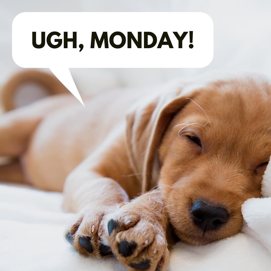 maryrosebrand's tweet photo. Trying to get motivated, but damn, it’s tough this morning. Coffeeee!☕️☕️☕️☕️ #hotmessmonday https://t.co/Iqs4NlkDNK