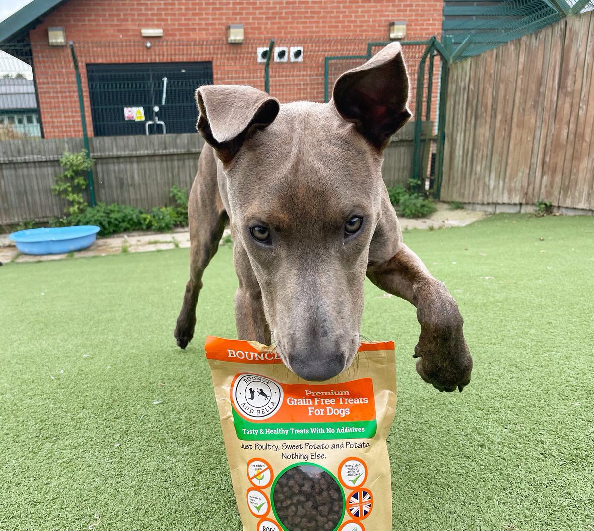 Ace wanted to wish Tom, Anna and Dee a huge Thank You for sending in these delicious <a href="/BounceandBella/">Bounce and Bella</a> treats! 

They are super yummy and high value so great for training! If you’d like to send us anything, they are on our #AmazonWishList 💛

<a href="/DogsTrust/">Dogs Trust 💛🐶</a> #adopt