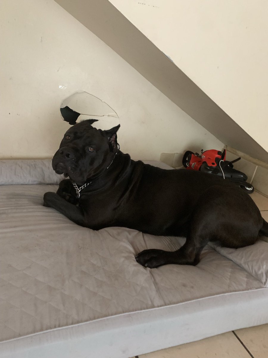 infinite______8's tweet photo. Hello my Twitter peeps! As you all may know this is my beautiful 2yr old Cane Corso named Bruce. He’s looking for a sweet honey so If anyone has or knows anyone that has a female cane corse please let us know! He’s looking to make some babies! Please share this tweet! https://t.co/0sYSFZlz9X