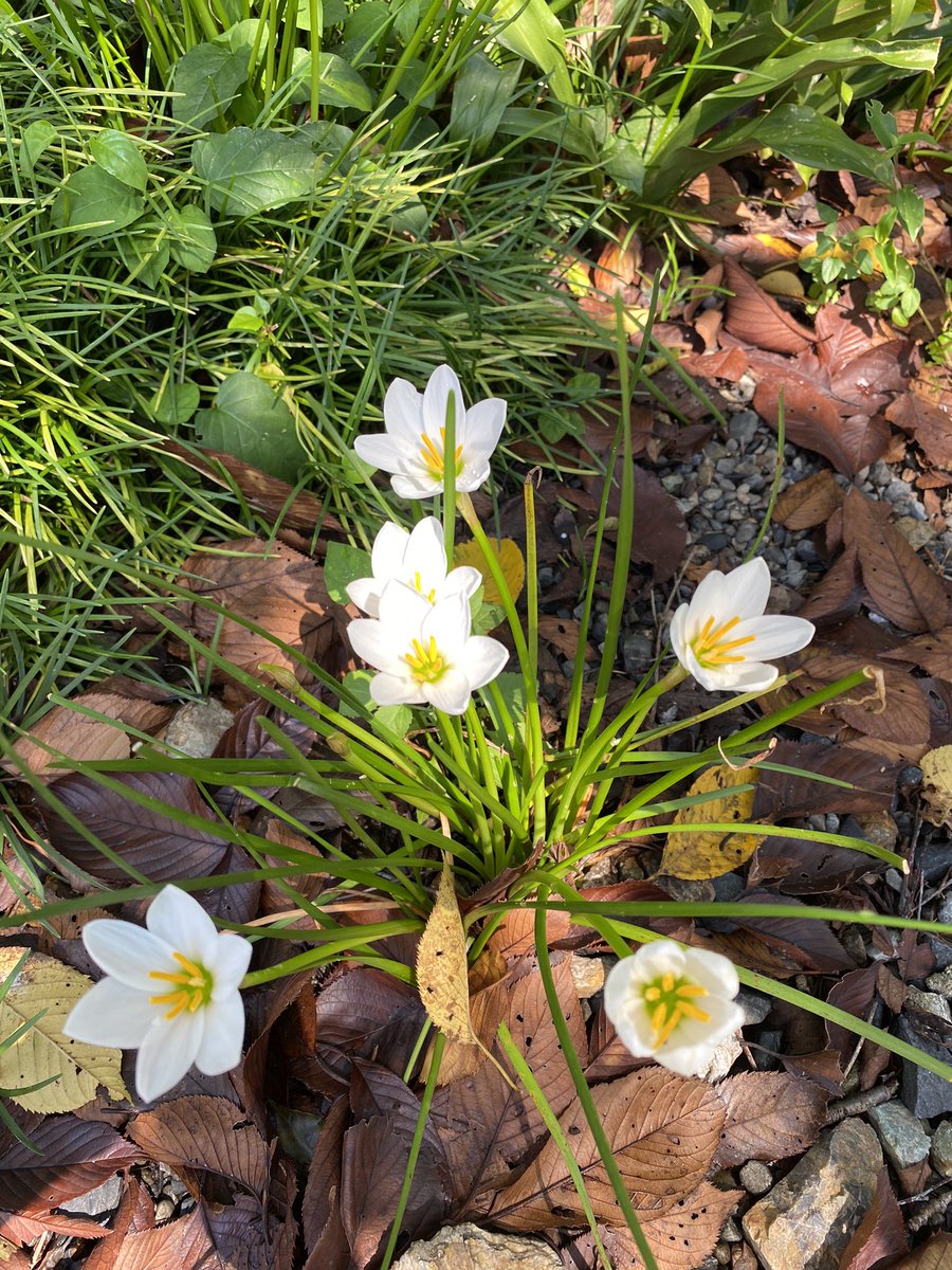ハッシュタグ 花言葉 ハッシュタグ 花言葉
