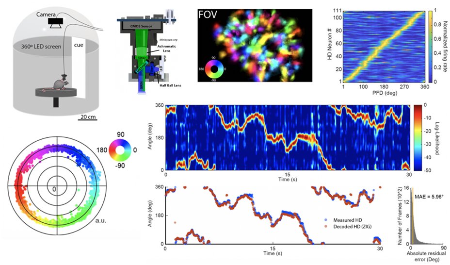 I'm very excited about the latest preprint from our lab! We used calcium imaging of thalamic head direction network to study its dynamics during drift and reorientation. biorxiv.org/content/10.110…