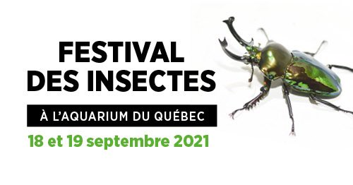 10 000 spécimens envahiront l'Aquarium les 18 et 19 septembre pour cette nouvelle édition du Festival des insectes. On vous promet un week-end amusant en bibitte! Faites vite, les places s’envolent comme des mouches!  #aquariumduquebec #festivaldesinsectes