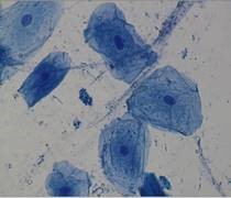 CLEAPSS's tweet image. Restrictions have been lifted on biology activities that involve breathing, saliva and cheek cells. 

These are possible as long as your school’s outbreak management programme is not being implemented. 

See GL343 for more 

science.cleapss.org.uk 

#asechat