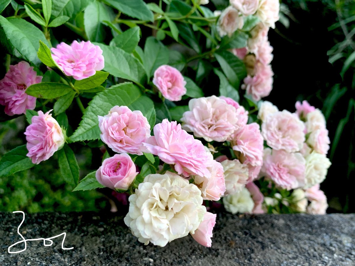 THE_ASHU_JATAV's tweet image. PEACE starts with you and me👩‍❤️‍👩
#mondaythoughts  #mondaythoughts