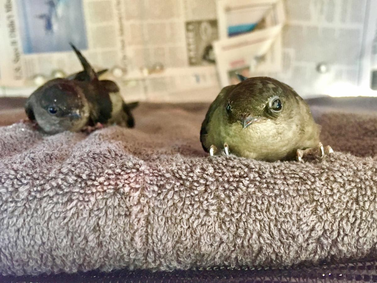 JCS_HomeService's tweet photo. Lets talk Chimney Swift! https://t.co/2D8yHhVR5y https://t.co/2iRxepRS8J