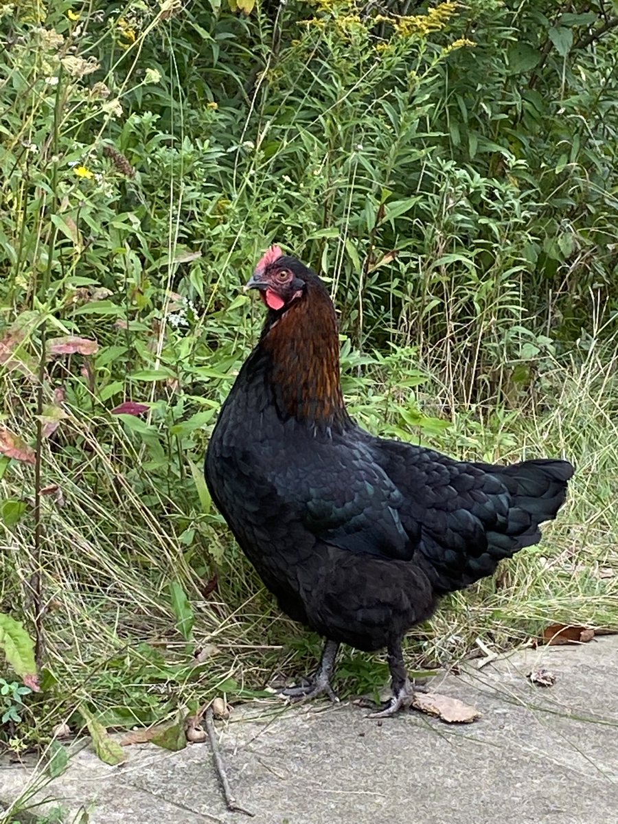 Kristen Armstrong tweet media