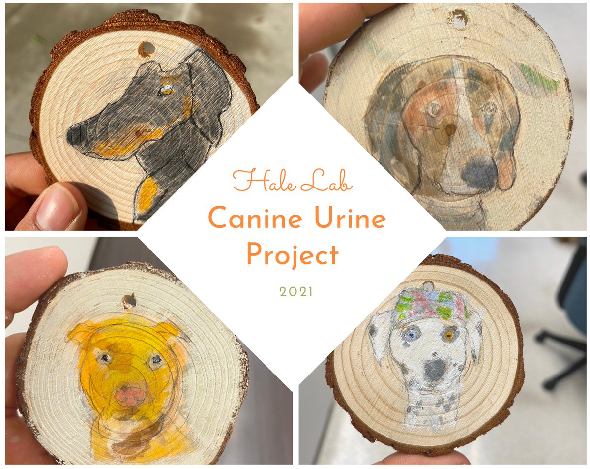 OSUVetPrevMed's tweet photo. A recently completed study on healthy canine urine by @Hale_microbes was possible thanks to amazing students &amp; scientists (@HokampJessica, @rushil_madan, @ryanmrof, @AndrewMcGlynn, Drs. Madden &amp; Rudinksy), great owners, and all the best dogs! Thank-you ornaments by @rushil_madan https://t.co/JR2ZfpqJJN