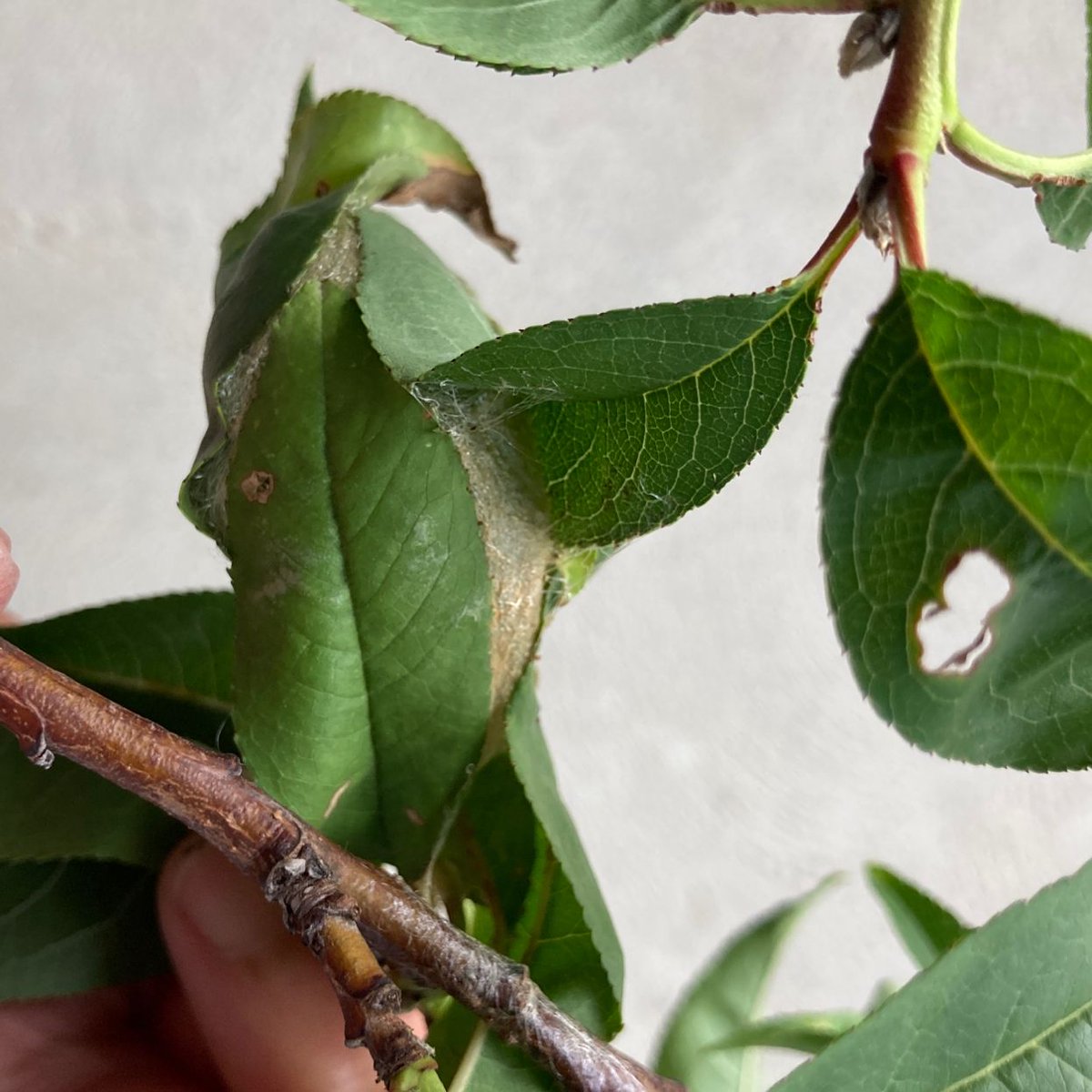 Jody Green tweet media