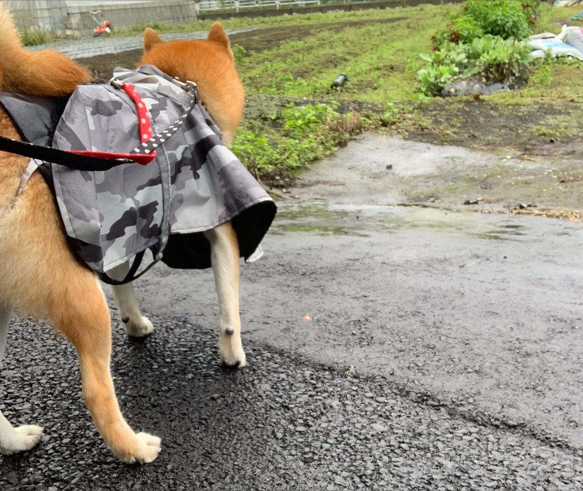 chofu0711's tweet photo. 柴犬ホクト、雨の日のウォーキング。赤い実を見つけて、なにやら期待する柴犬です。唐辛子という現実をまだ知らない、、期待たっぷりのニコニコ柴犬です。＃柴犬　＃犬　＃犬部　#甘い実だと思っている柴犬　＃食べたいと思っている柴犬　＃現実を知り帰り道にガッカリする柴犬 https://t.co/MHjYLdS5zD