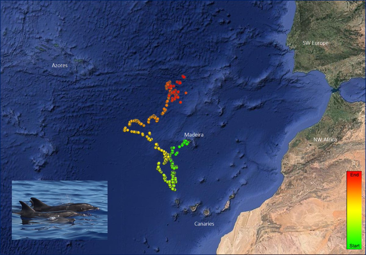 The rough-toothed dolphin tagged with a satellite biologger 49 days ago (and counting...) is now between Madeira and the Azores! A SECOND animal was tagged last week ...more news soon!
<a href="/MARE_centre/">Bianka Galik❄‍</a> @Clode_Lab <a href="/intertagua/">Intertagua</a>
