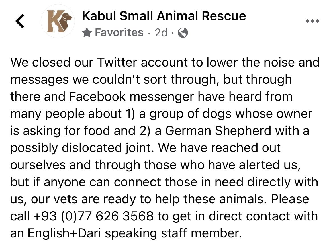 AllisonESpencer's tweet photo. @AFP Please put them in touch with Kabul Small Animal Rescue if they aren’t already!!! They are trying to recapture all of their dogs that were forcefully released inside the airport by US troops. Those are their dogs!!! https://t.co/5MjIdQRDGB