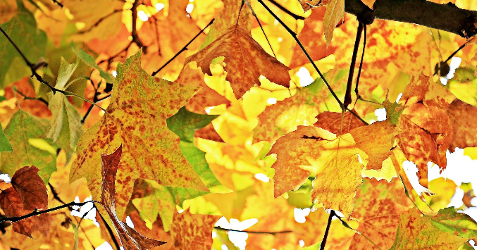 Liberty Security - A GardaWorld Company tweet media