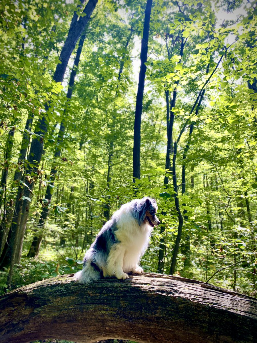 jaytrainerART's tweet image. 🎉 Happy Birthday to my best pal!!!