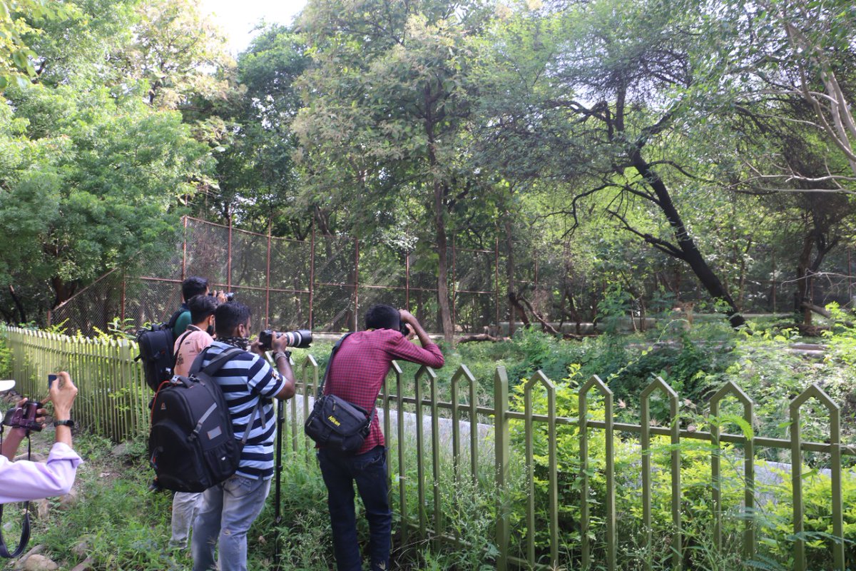 #Week27 <a href="/AmritMahotsav/">Amrit Mahotsav</a> #conservation2coexistence campaign highlighting "Asiatic Lion" commenced at <a href="/directorsbz/">Sakkarbaug Zoo</a> with a photography contest within the zoo premises for registered participants! #Indiaat75 #75species75zoos <a href="/moefcc/">MoEF&CC</a> <a href="/GujForestDept/">GujaratForestDept</a> <a href="/PIBAhmedabad/">PIB in Gujarat 🇮🇳</a> <a href="/GujaratTourism/">Gujarat Tourism</a>