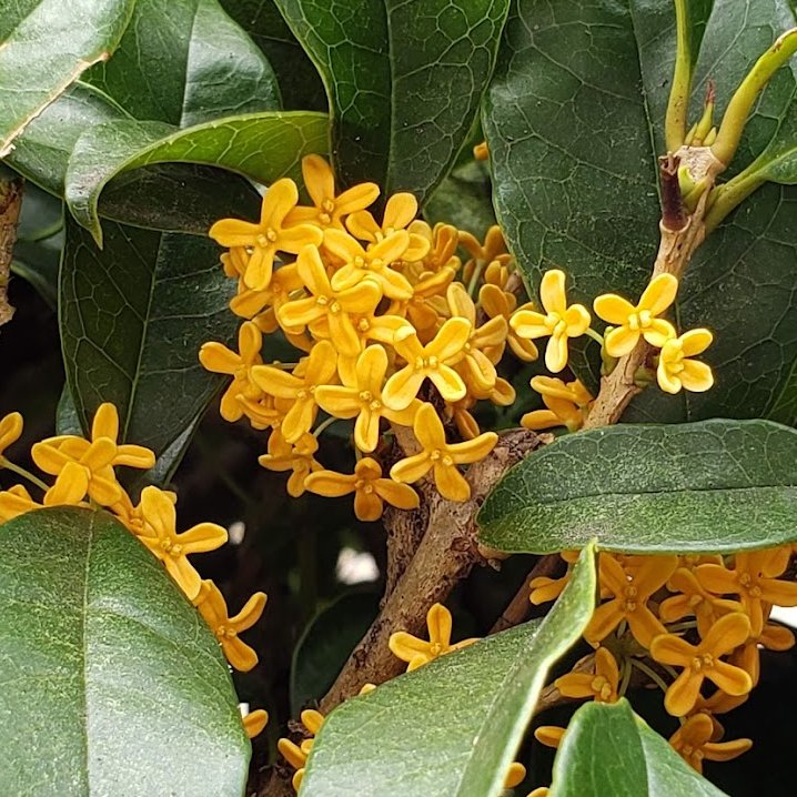 Hanayo4 ギンモクセイ 銀木犀 은목서 金木犀よりかなり控えめなやさしい香り T Co Ypenjroy6z Twitter