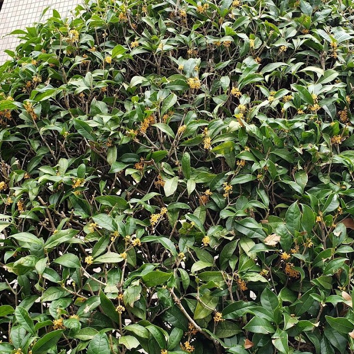 Hanayo4 ギンモクセイ 銀木犀 은목서 金木犀よりかなり控えめなやさしい香り T Co Ypenjroy6z Twitter