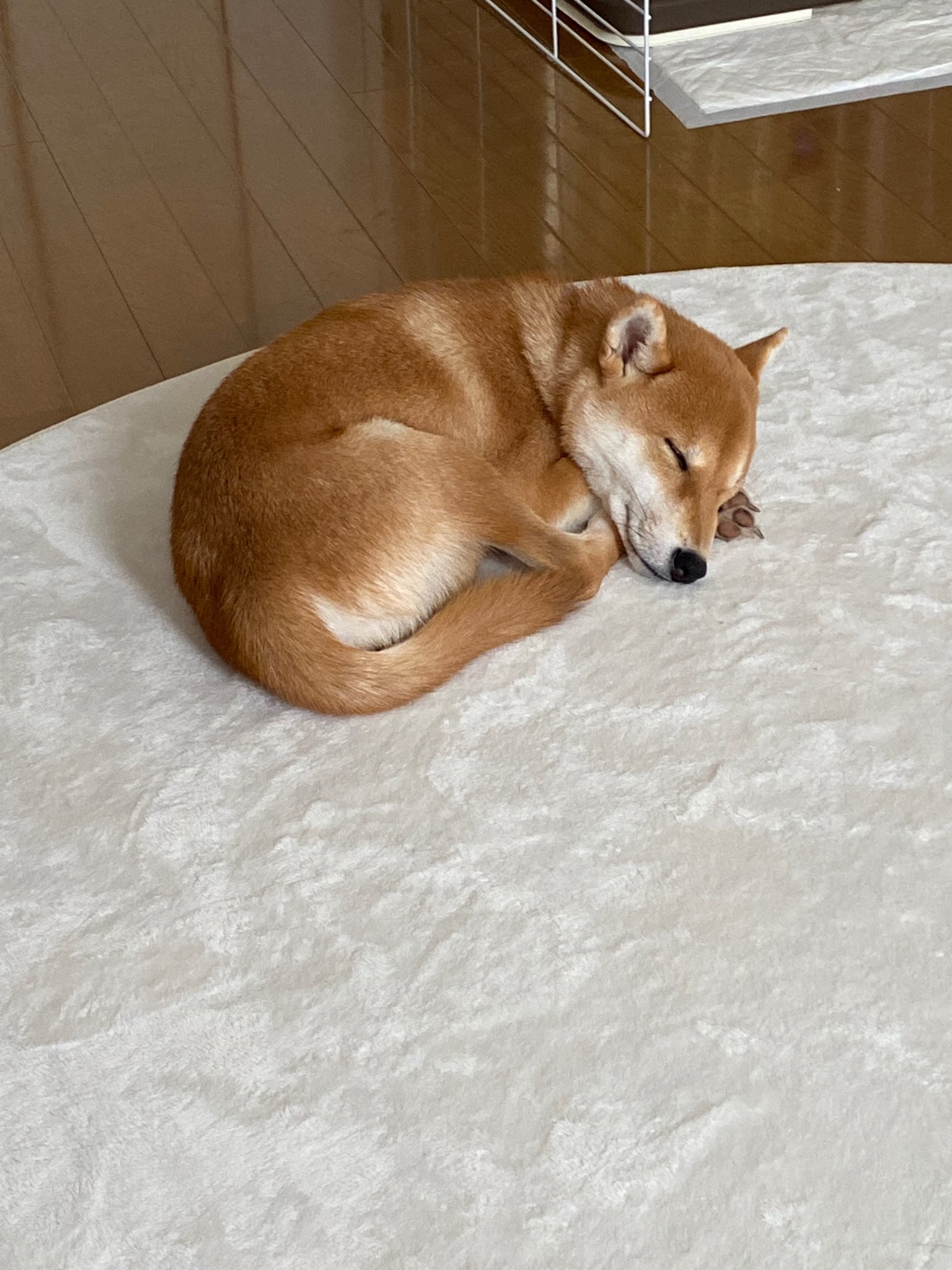 柴犬ばく 獏 Shibainu Baku Twitter
