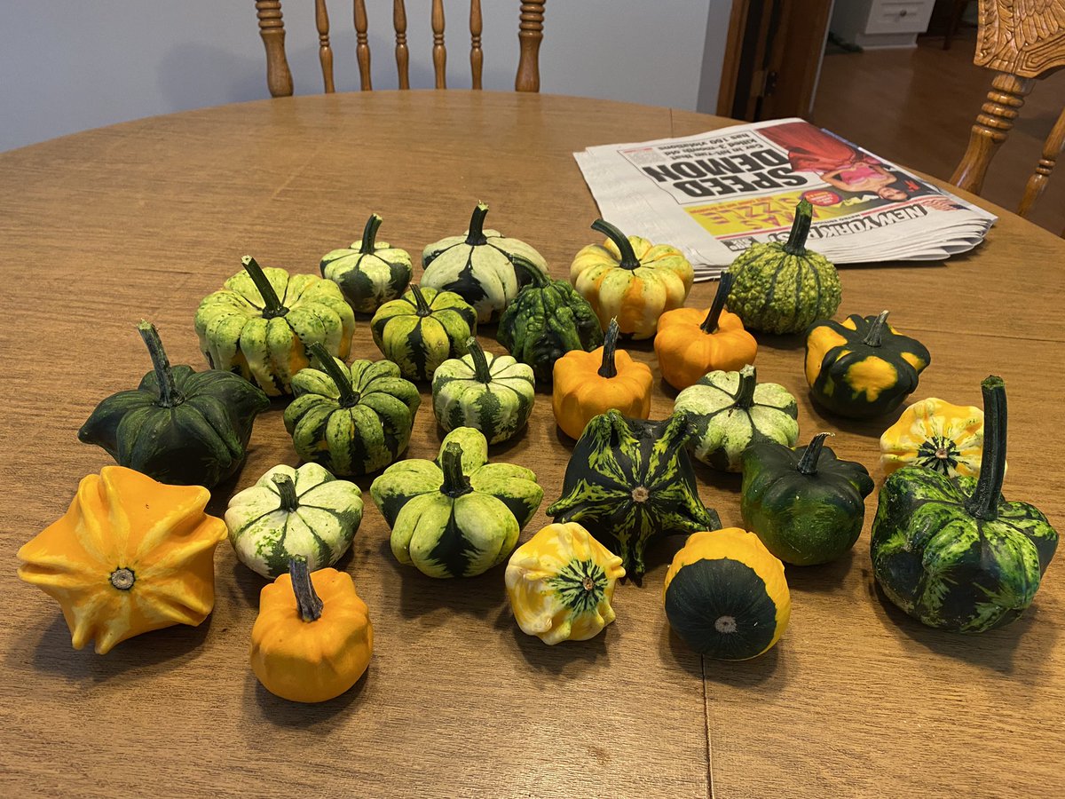 thapopejon's tweet photo. #Gourds #ConnecticutGrown https://t.co/4fxKaPe5WO