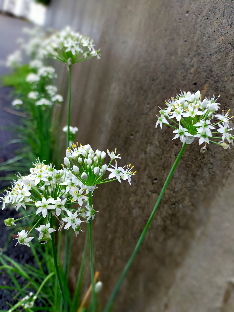 ニラの花 ニラの花
