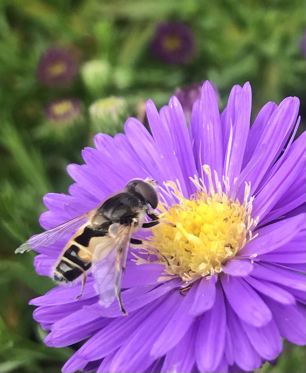 tulpenes's tweet photo. Lucky me:
To catch the 🐝 on this autumn-flower. 
#Aster #dumosus
🐝 very quiet and peaceful sitting there. 
And me…. feeling happy. https://t.co/VDLop6txLR