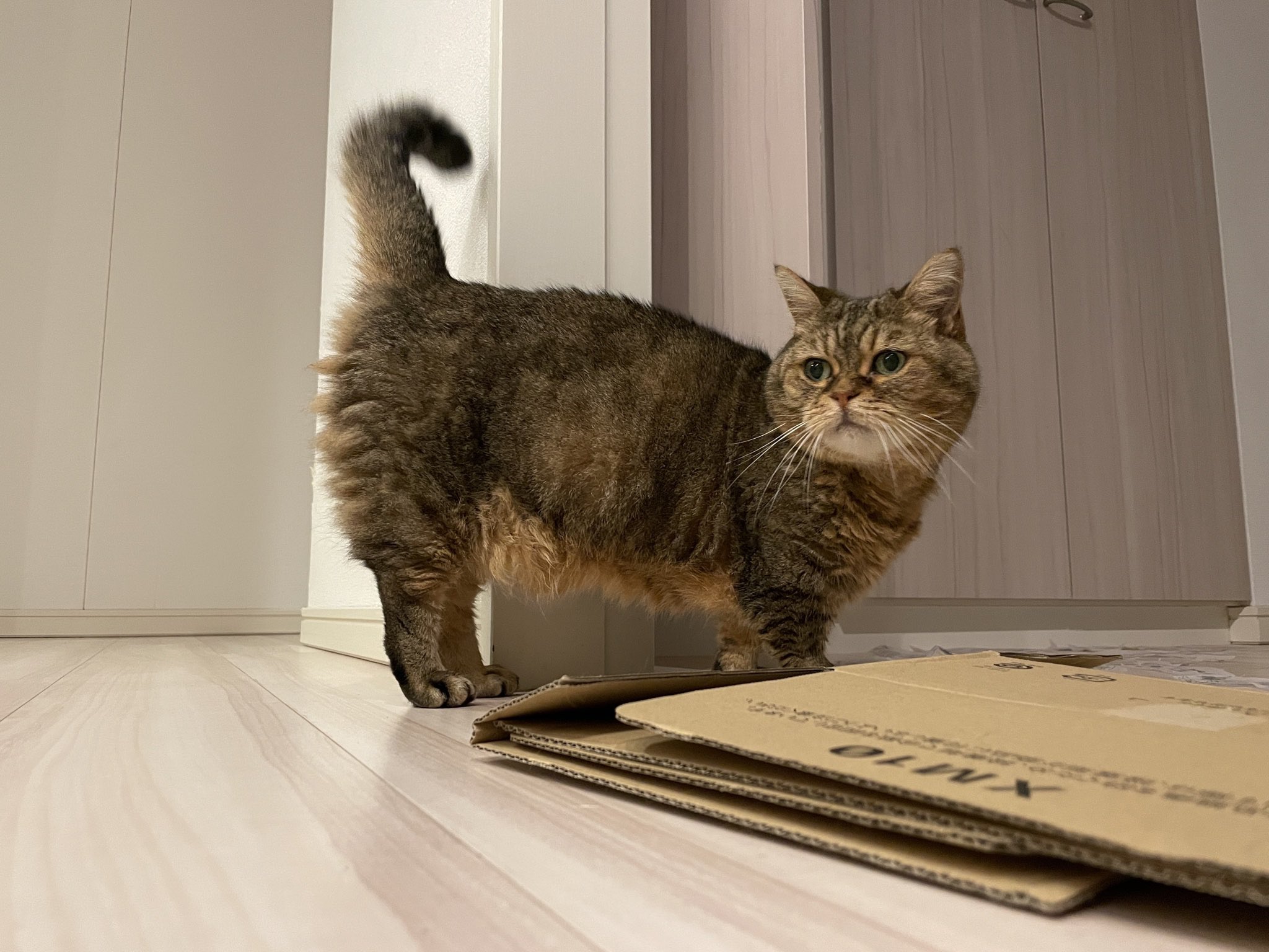 猫の餌 Twitter Sokning Twitter