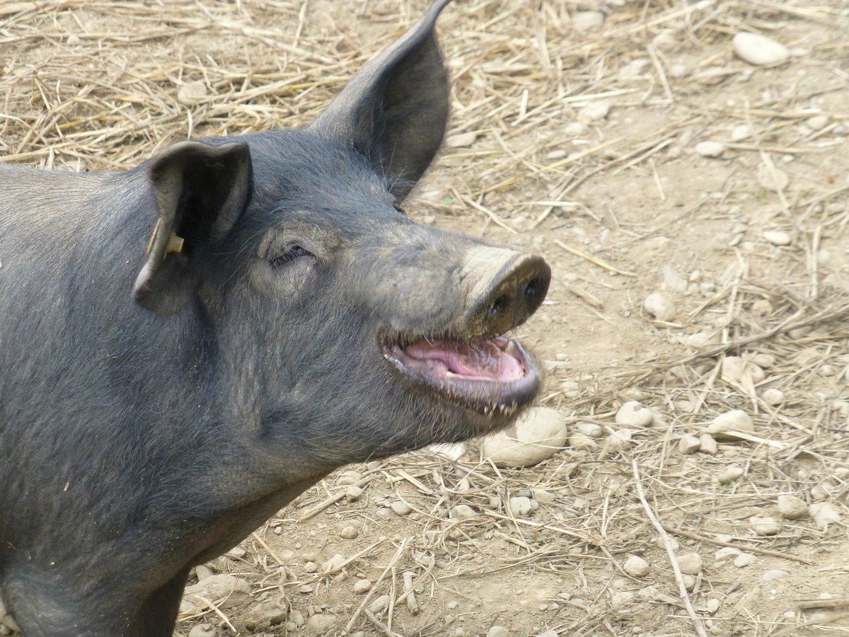 journal_animal's tweet photo. #article : Genome-wide association #study reveals a quantitative trait locus and two candidate genes on Sus scrofa #chromosome 5 affecting intramuscular #fat content in Suhuai #Pigs  🐖🐷
( B.B. Wang et al) https://t.co/Pd2mncT33B
@ElsevierVetNews @BSAS_org @INRAE_DPT_PHASE https://t.co/eFL0YeIK3j