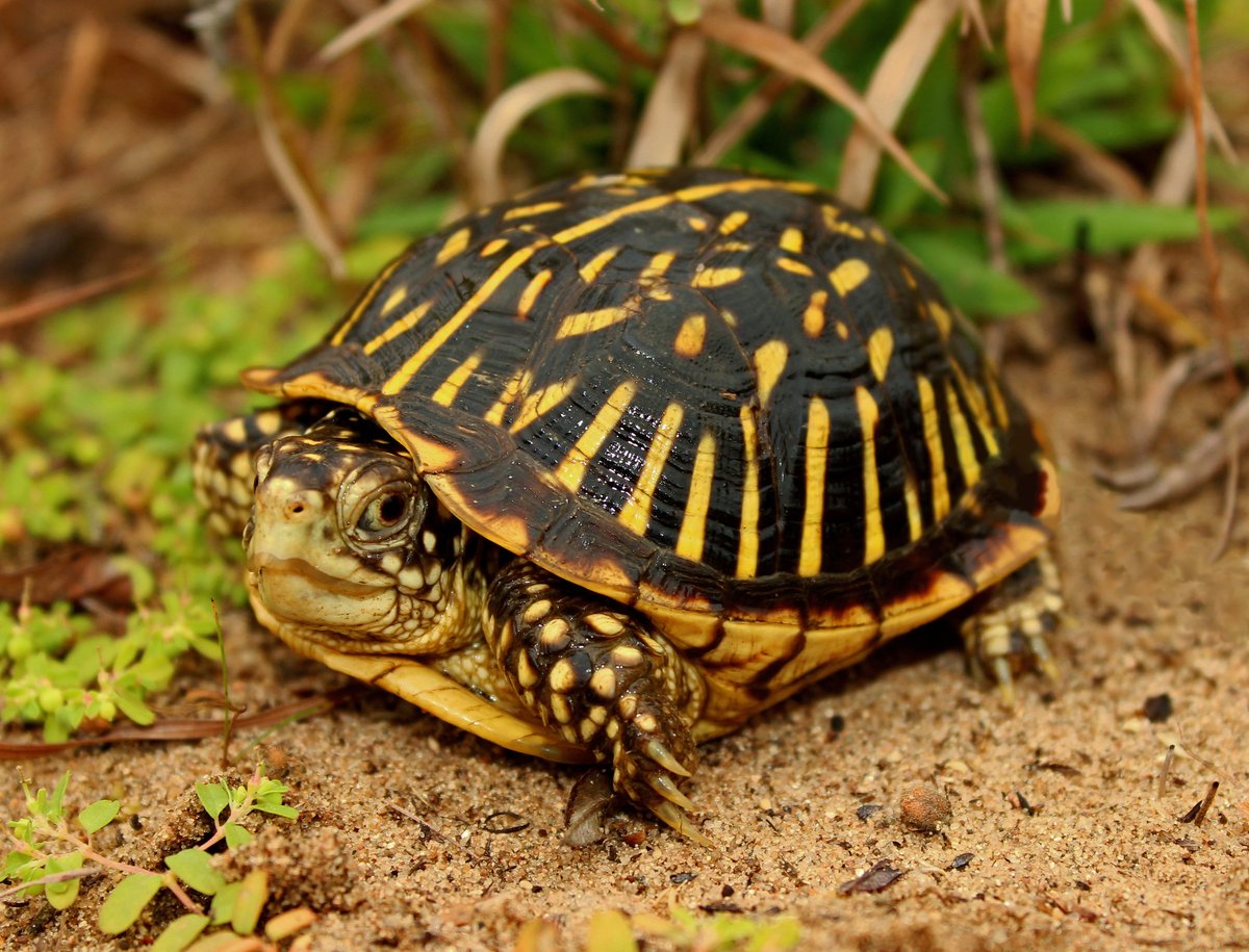 Ornate box turtle